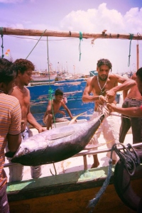 Tuňák žlutoploutvý | rybáři v indickém Nagercoil