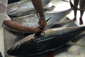 Čerstvý tuňák z Malediv | grading