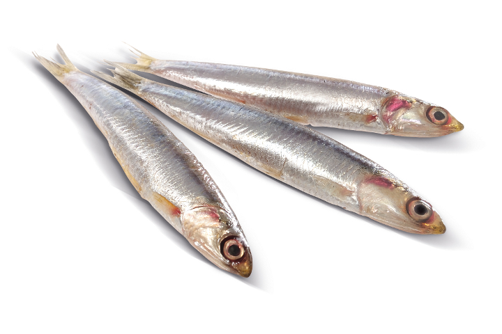 Alergeny na jídelním lístku | ryby (ančovičky)