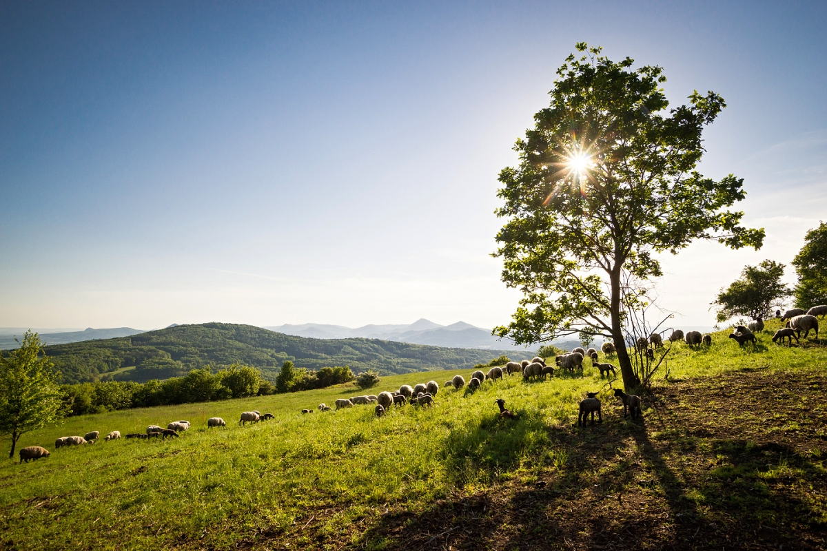 Farma Chovaneček Hlinná | ovce