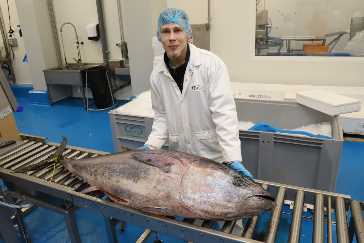 Bidfood Kralupy | tuňák obecný neboli modroploutvý (bluefin)