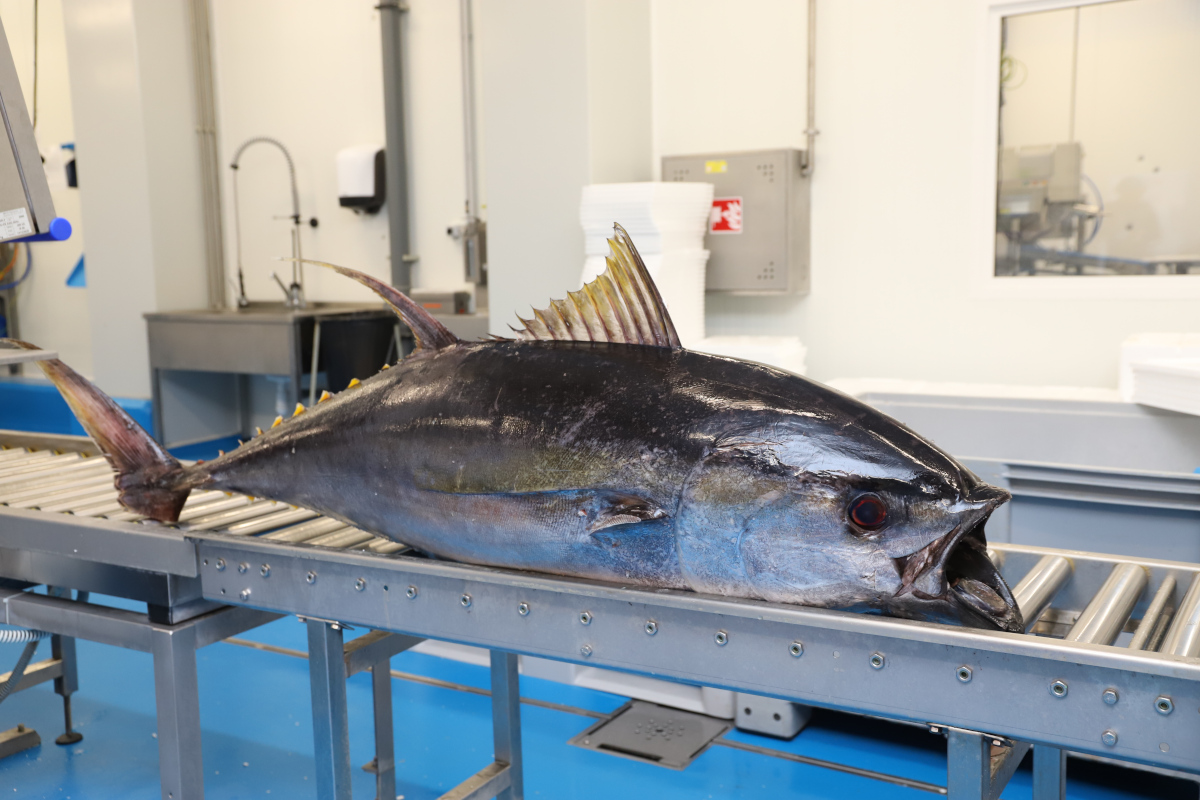 Bidfood Kralupy | tuňák žlutoploutvý (yellowfin)