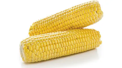 Víte, že... kukuřice klasy