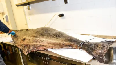 Dvoumetrový halibut z Norského moře