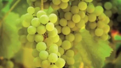 Italská vína | Šumivá vína Victoria Spumanti