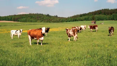 Maso, jeho dělení a použití 2 | Hovězí maso