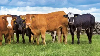 Maso, jeho dělení a použití 3 | Irské hovězí maso