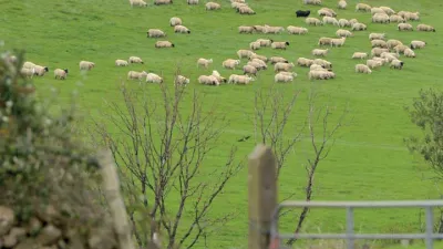 Deset důvodů proč jíst jehněčí maso