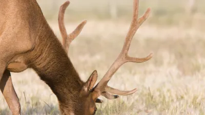 Výkup ulovené zvěře