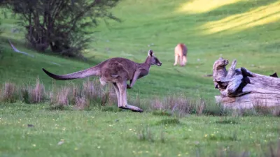 Klokaní maso z australské buše