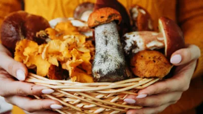 Víte, že... směsi lesních hub