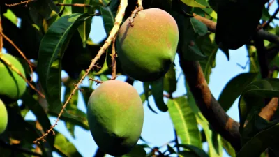 Mango dozrálé v Peru na stromě v každém obchodě