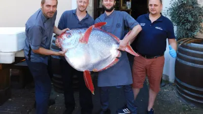 Moonfish – jediná teplokrevná ryba