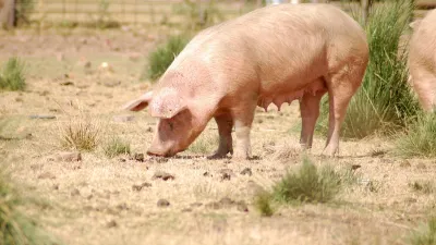 Co se děje s vepřovým masem?