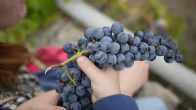 Italská vína | Sopečná sicilská vína