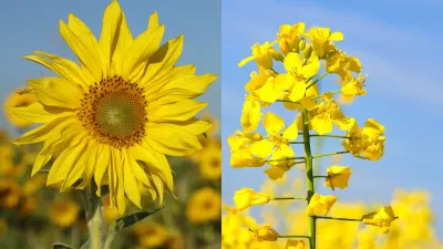 Jaký rostlinný olej vybrat na smažení, fritování nebo studenou kuchyni