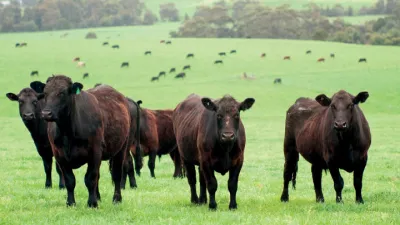 Maso, jeho dělení a použití 4 | Steakové maso