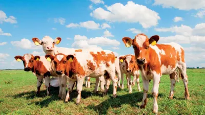 Maso, jeho dělení a použití 5 | Telecí maso