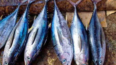 Čerstvá ryba týdne: Tuňák žlutoploutvý