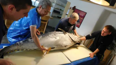 Obdivuhodné úlovky pro japonské restaurace