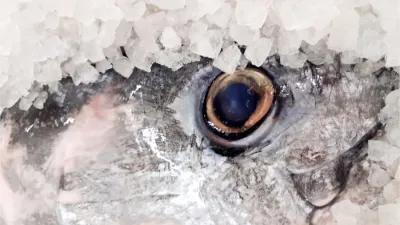 Fresh Fish Service dodává extra úlovky