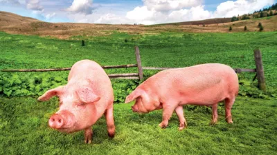 Maso, jeho dělení a použití 1 | Vepřové maso