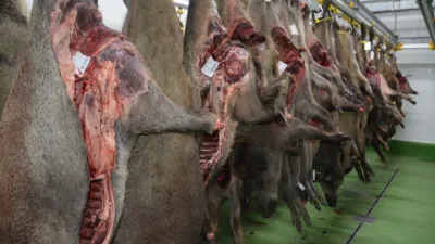 Afrického moru prasat se Petron nebojí