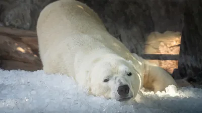 Kostkový led s ledním medvědem | Foto: Oliver Le Que, Zoo Praha