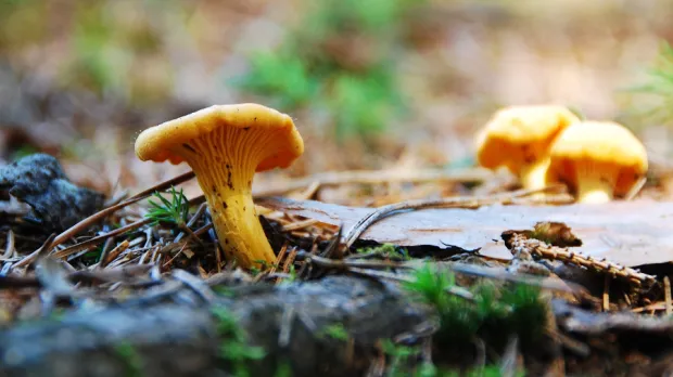 Čerstvé lesní houby za skvělé ceny