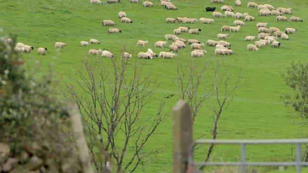 Deset důvodů proč jíst jehněčí maso