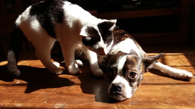 Konzervy pro psy a kočky Chejn