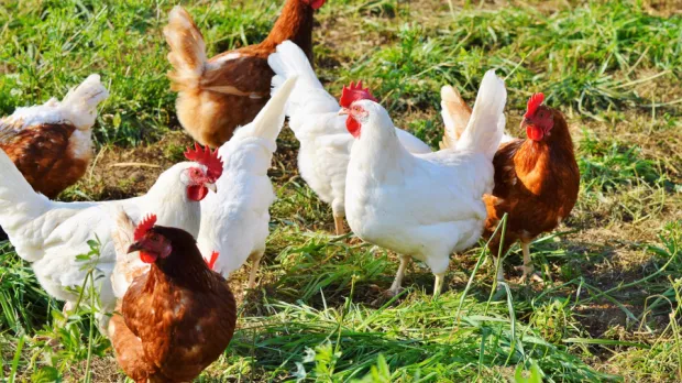 Prodej vajec z klecových chovů skončí