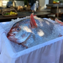 Restaurace Al Mulino | Moonfish