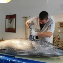 Fresh Fish Service a Yoshihashi sushi | tuňák modroploutvý (bluefin tuna) 108 kg