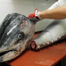 Fresh Fish Service a Yamato Restaurant | tuňák modroploutvý (bluefin tuna) 80 kg