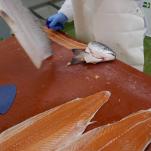 Bidfood Kralupy – čerstvé ryby | ruční filetování lososa