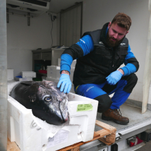 Fresh Fish Service | tuňák modroploutvý (bluefin)