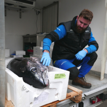 Fresh Fish Service | tuňák modroploutvý (bluefin)