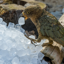 Foto: Petr Hamerník, Zoo Praha