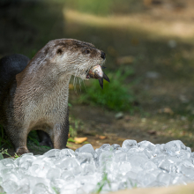 Foto: Petr Hamerník, Zoo Praha