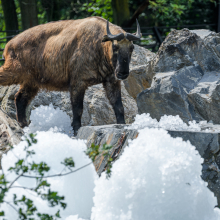 Foto: Petr Hamerník, Zoo Praha