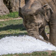 Foto: Petr Hamerník, Zoo Praha