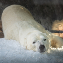 Tři tuny kostek ledu u ledních medvědů | Foto: Oliver Le Que, Zoo Praha