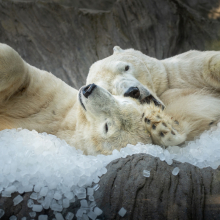 Tři tuny kostek ledu u ledních medvědů | Foto: Oliver Le Que, Zoo Praha