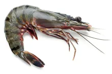 Krevety tygří | HOSO – krevety celé | syrové