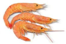 Krevety tygří | HOSO – krevety celé | předvařené