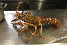 Fresh Fish Service | langusta (2,5 kg)