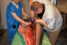 Fresh Fish Service | celý tuňák modroploutvý (93 kg)