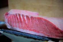 Fresh Fish Service | celý tuňák modroploutvý (93 kg)