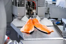 Bidfood | balírna čerstvých ryb